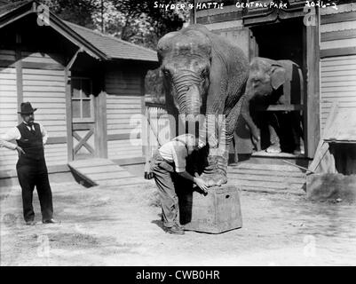 Bill Snyder (rechts), Elefanten Trainer und Hattie der Elefant im Central Park in New York City, ca. 1900. Stockfoto