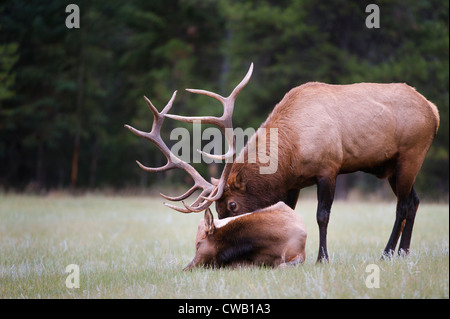 Ein Stier Elche (Cervus Elaphus) prüft auf eine Kuh in seinem Harem um festzustellen, ob sie in der Brunst ist. Stockfoto