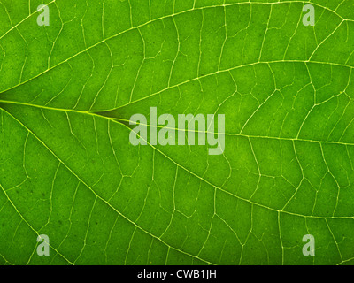 Full-Frame-Makro-Detail von einem grünen durchscheinenden Blatt Stockfoto