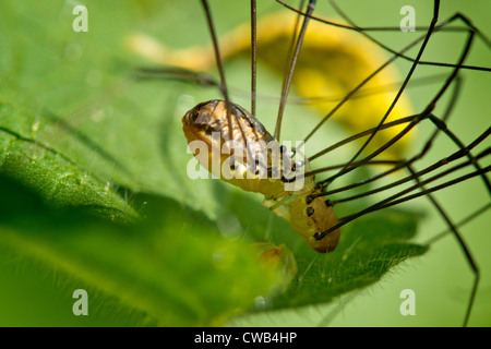 Harvestman Spinne Stockfoto