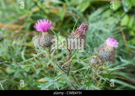 Speer Distel Cirsium Vulgare mit Wassertropfen Lisburn Nordirland Vereinigtes Königreich Stockfoto