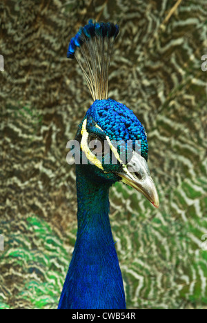 Porträt von einem indischen Pfauen Stockfoto