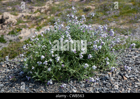 Wilde Küsten Blumen, Kreta Griechenland Stockfoto