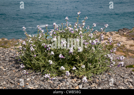 Wilde Küsten Blumen, Kreta Griechenland Stockfoto