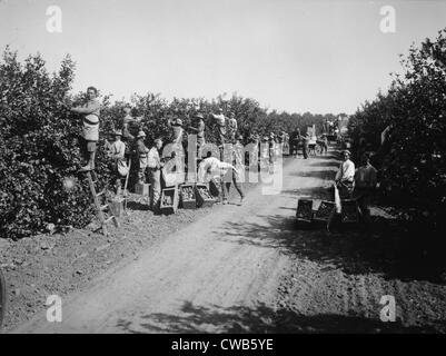 California, California Citrus Erbe-Aufnahme-Projekt, Ansicht von Arbeitnehmern, die Ernte von Orangen in Hainen, Riverside County, ca. Stockfoto