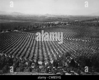 California, California Citrus Erbe-Aufnahme-Projekt, Anzeigen von Arlington Heights Zitrushainen, Riverside County, ca. Stockfoto