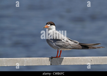 Ein Erwachsener Forster Tern, Sterna Forsteri, stehend auf einer Schiene aufrufen. Richard DeKorte Park, Lyndhurst, NJ, USA Stockfoto