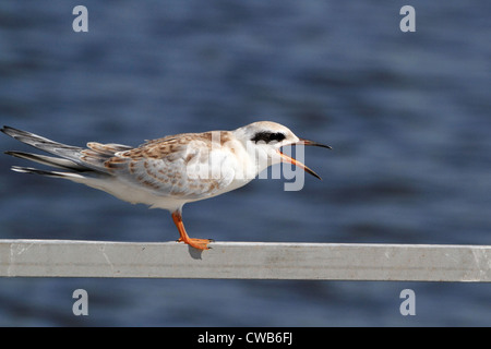 Ein Jugendlicher Forster Tern, Sterna Forsteri, stehend auf einer Schiene aufrufen. Richard DeKorte Park, Lyndhurst, NJ, USA Stockfoto