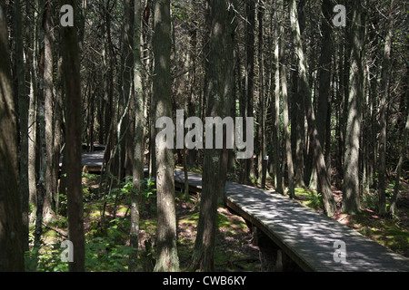 Wellfleet, Massachusetts - The Atlantic weiße Zeder Sumpf Wanderweg in Cape Cod National Seashore. Stockfoto