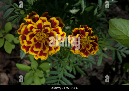 Französische Tagetes (Tagetes Patula) rot/gelb Stockfoto