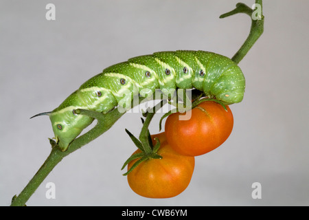 Die Tomate Hornworm, Raupe des fünf-spotted Hawkmoth (Manduca Quinquemaculata) Stockfoto