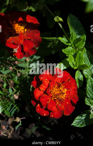 Französisch-Tagetes (Tagetes Patula) rot Stockfoto