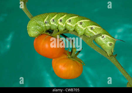 Die Tomate Hornworm, Raupe des fünf-spotted Hawkmoth (Manduca Quinquemaculata) Stockfoto