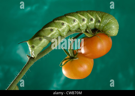 Die Tomate Hornworm, Raupe des fünf-spotted Hawkmoth (Manduca Quinquemaculata) Stockfoto