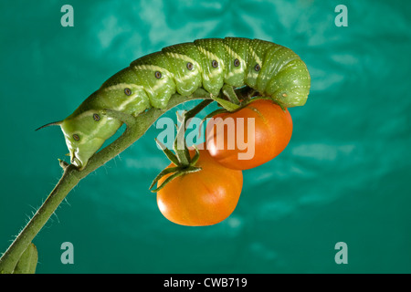 Die Tomate Hornworm, Raupe des fünf-spotted Hawkmoth (Manduca Quinquemaculata) Stockfoto