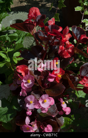 Begonien Mischfarben in voller Blüte Stockfoto