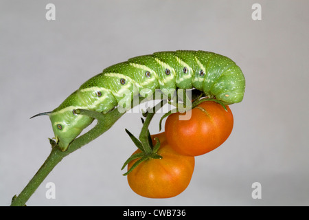 Die Tomate Hornworm, Raupe des fünf-spotted Hawkmoth (Manduca Quinquemaculata) Stockfoto