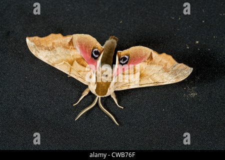 Porträt einer eyed Hawk-Moth, im pazifischen Nordwesten Stockfoto