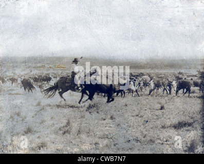 Ein Texas Cowboy zu Pferd, eine Kuh vom Rest der Herde auf der LS-Range in Texas trennt. Foto: Erwin E. Smith, 1907 Stockfoto