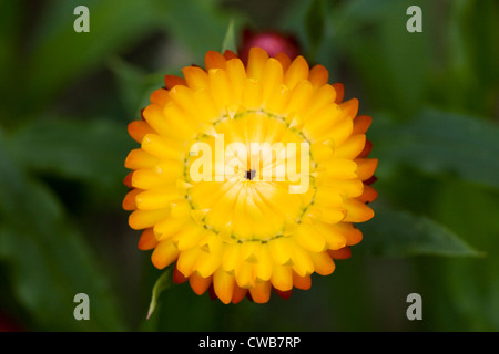 Xerochrysum Bracteatum Blume. Stockfoto