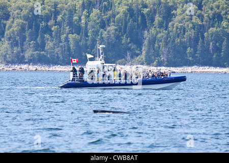 Blue Whale watching am Sankt-Lorenz-Seeweg in Tadoussac, Quebec, Kanada Stockfoto