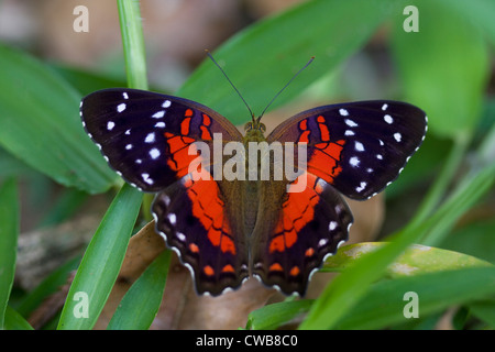 BRAUN oder SCARLET Pfau (Anartia Amathea) Burro Burro Fluss Iwokrama Waldreservat, Guyana. Stockfoto