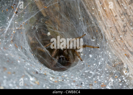 FUNNEL WEB TARANTEL oder MYGALOMORPH (Linothele SP.) im Web, Prosoma. Kanuku Bergen, Guyana, Südamerika. Stockfoto