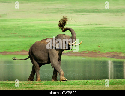 Elefant Tusker Abstauben bei Kabini India Stockfoto