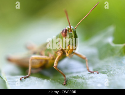 Eine Nahaufnahme von der Grashüpfer auf Blatt Stockfoto