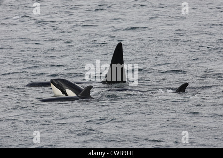 Schwertwal Orcinus Orca Shetland-Inseln Schottland, Vereinigtes Königreich Stockfoto