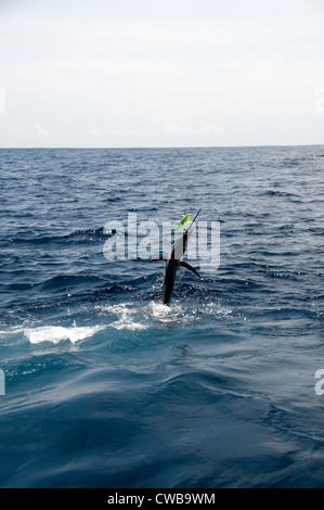 Ein Segelfisch braucht, um die Luft versucht, einen harten Kopf, mit Röckchen Köder in den Ozean zu verdrängen. Stockfoto