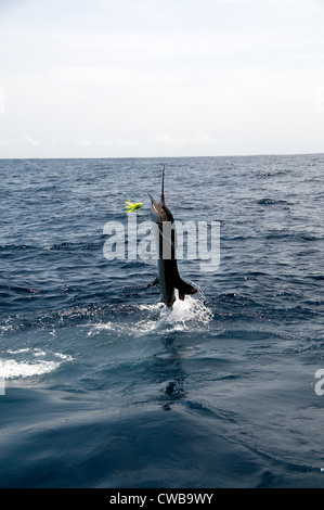 Ein Segelfisch braucht, um die Luft versucht, einen harten Kopf, mit Röckchen Köder in den Ozean zu verdrängen. Stockfoto