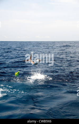 Ein Segelfisch braucht, um die Luft versucht, einen harten Kopf, mit Röckchen Köder in den Ozean zu verdrängen. Stockfoto