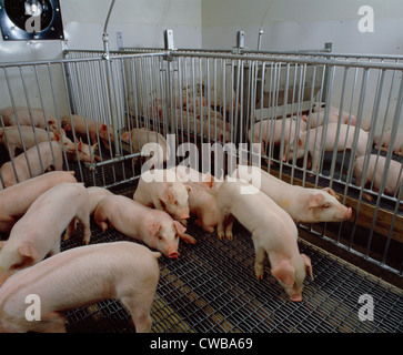 3 WOCHEN ALTEN MISCHRASSIGER FEEDER SCHWEINE IM NEUEN KINDERGARTEN / LANCASTER COUNTY, PENNSYLVANIA Stockfoto