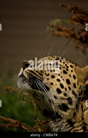 Amur Far Eastern Korean Leoparden Panthera Pardus Orientalis nachschlagen Stockfoto