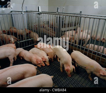 3 WOCHEN ALTEN MISCHRASSIGER FEEDER SCHWEINE IM NEUEN KINDERGARTEN / LANCASTER COUNTY, PENNSYLVANIA Stockfoto