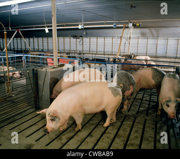 MARKT-GEWICHT-SCHWEINE IN MODERNEN ANLAGE / PENNSYLVANIA Stockfoto