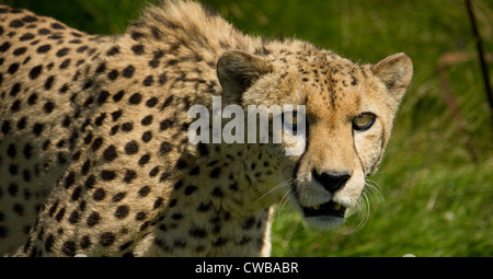 Gepard Acinonyx Jubatus stalking-Opfer Stockfoto