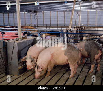 MARKT-GEWICHT-SCHWEINE IN MODERNEN ANLAGE / PENNSYLVANIA Stockfoto