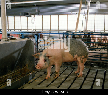 MARKT-GEWICHT-SCHWEINE IN MODERNEN ANLAGE / PENNSYLVANIA Stockfoto