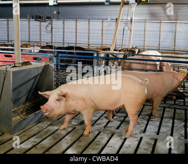 MARKT-GEWICHT-SCHWEINE IN MODERNEN ANLAGE / PENNSYLVANIA Stockfoto