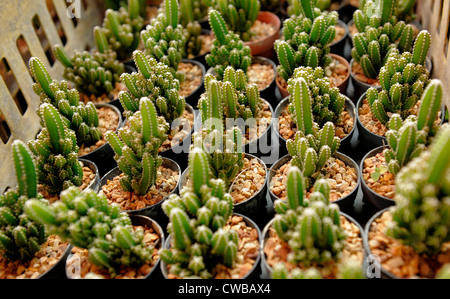 Kaktus für Verkauf, Chatuchak Blumen- und Pflanzenmarkt: The Floral Farmers Market in Bangkok, Thailand Stockfoto