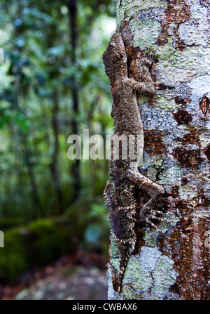 Südliche Leaf-tailed Gecko Saltuarius swaini - auch als Swains Blatt bekannt-tailed Gecko, Barrington Tops NSW, Australien Stockfoto