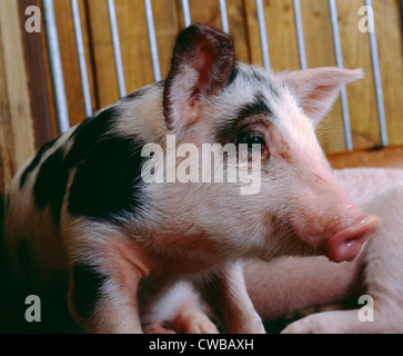 NAHAUFNAHME VON MISCHLINGSBOAS JUNGSCHWEIN Stockfoto