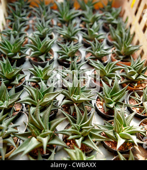 Kaktus für Verkauf, Chatuchak Blumen- und Pflanzenmarkt: The Floral Farmers Market in Bangkok, Thailand Stockfoto