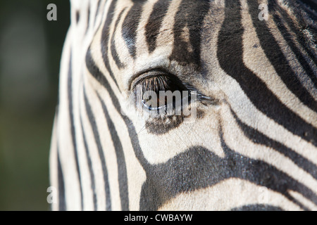 Nahaufnahme einer ein einziges braun Zebra-Auge Stockfoto