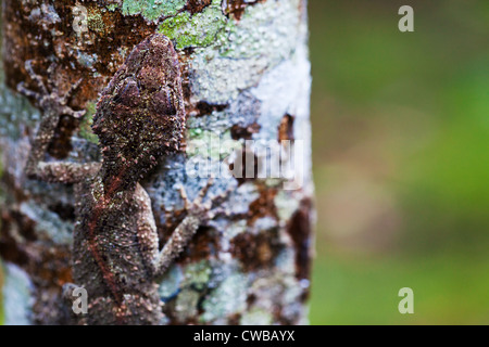 Südliche Leaf-tailed Gecko Saltuarius swaini - auch als Swains Blatt bekannt-tailed Gecko, Barrington Tops NSW, Australien Stockfoto