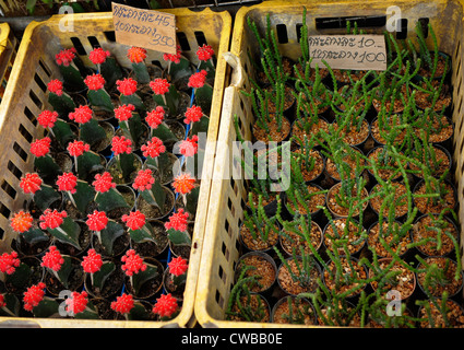 Kaktus für Verkauf, Chatuchak Blumen- und Pflanzenmarkt: The Floral Farmers Market in Bangkok, Thailand Stockfoto