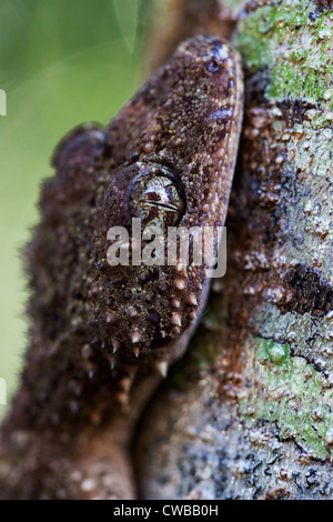 Südliche Leaf-tailed Gecko Saltuarius swaini - auch als Swains Blatt bekannt-tailed Gecko, Barrington Tops NSW, Australien Stockfoto