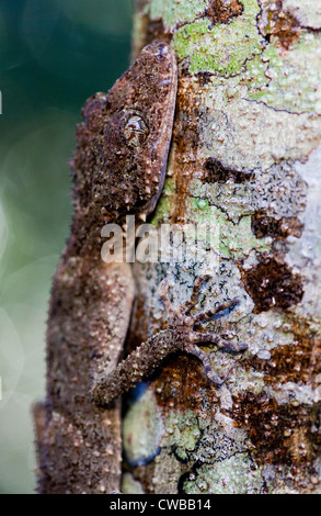 Südliche Leaf-tailed Gecko Saltuarius swaini - auch als Swains Blatt bekannt-tailed Gecko, Barrington Tops NSW, Australien Stockfoto